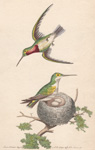 The Red-throated Hummingbird